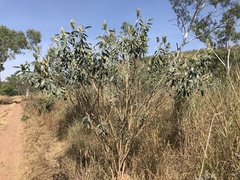 Crotalaria cunninghamii