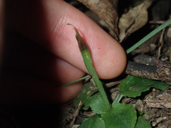 Pterostylis oblonga