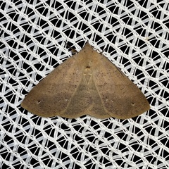 Ophyx eurrhoa
