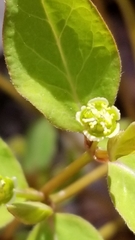 Euphorbia mercurialina