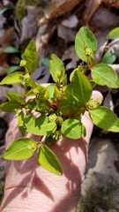 Euphorbia mercurialina