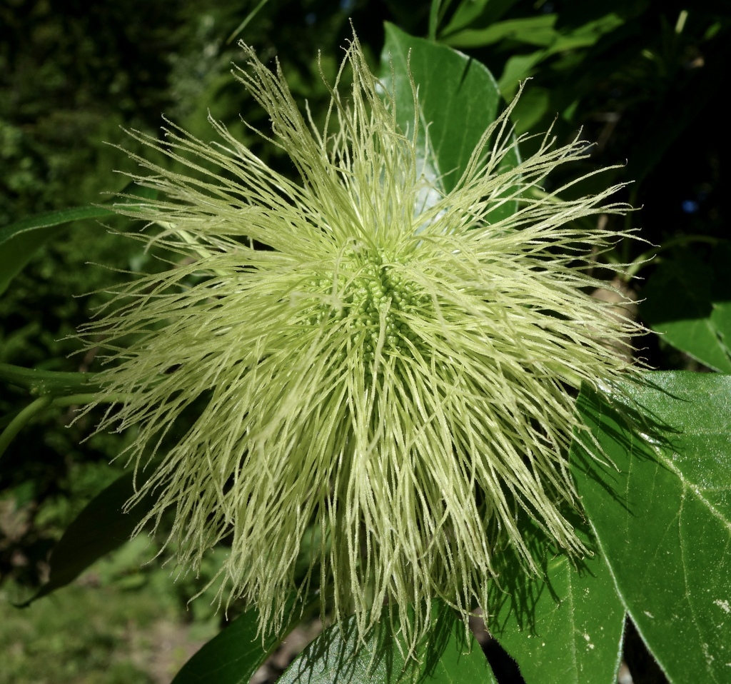 flor silvestre del estado de luisiana