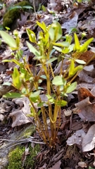 Euphorbia mercurialina