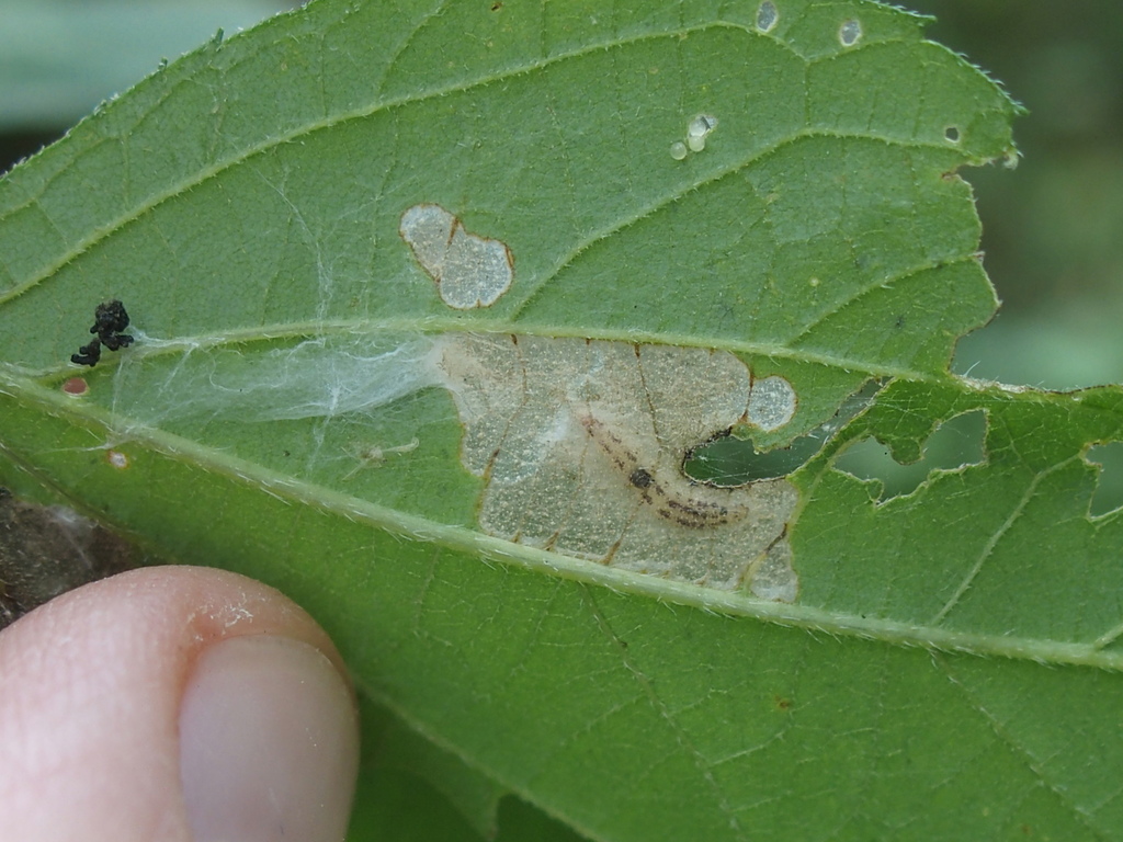 Landryia matutella