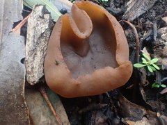Peziza echinospora