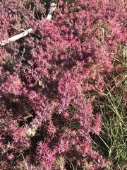 Enchylaena tomentosa