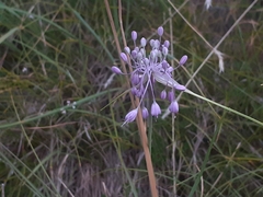 Allium carinatum pulchellum
