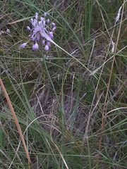 Allium carinatum pulchellum