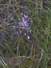 Allium carinatum pulchellum