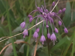Allium carinatum pulchellum