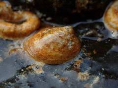 Lepeta concentrica