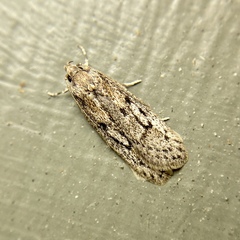 Acantholena siccella