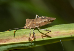 Anasa repetita