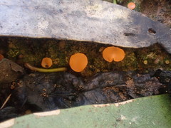 Pulvinula archeri