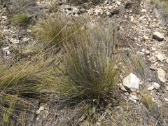 Aristida pansa