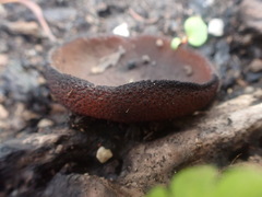 Peziza thozetii