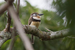 Hypnelus ruficollis