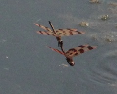 Celithemis eponina