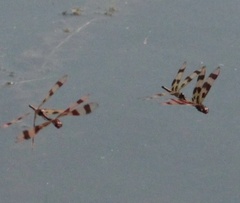 Celithemis eponina