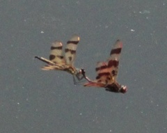 Celithemis eponina