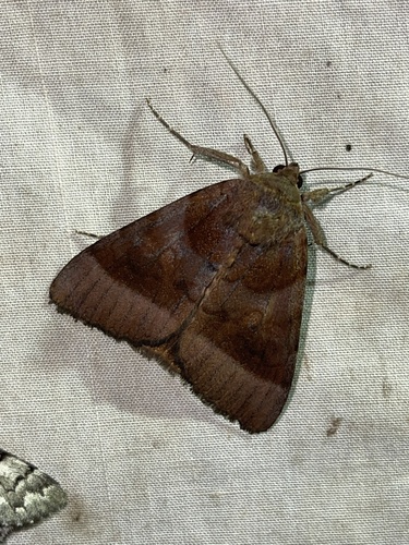 Bay Underwing photo 4
