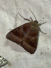 Catocala badia badia