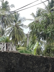 Acridotheres tristis melanosternus