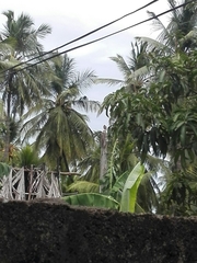 Acridotheres tristis melanosternus