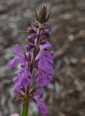 Stachys drummondii
