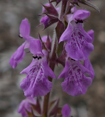 Stachys drummondii