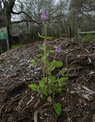 Stachys drummondii