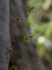 Drosera peltata