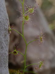 Drosera peltata