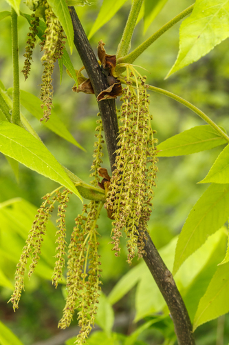 pignut hickory