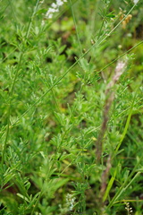 Astragalus melilotoides