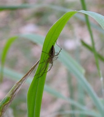 Oxyopes papuanus