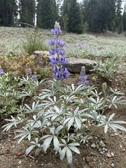 Lupinus obtusilobus