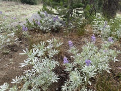 Lupinus obtusilobus