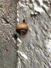 Acusta toyenmongaiensis