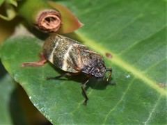 Aeneolamia albofasciata