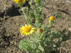Senecio adenotrichius