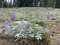 Lupinus obtusilobus