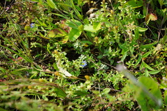 Gentiana squarrosa