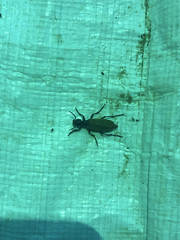 Epicauta ochrea