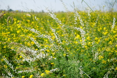 Astragalus melilotoides