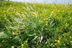 Astragalus melilotoides