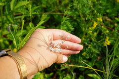 Gypsophila altissima