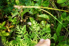 Gypsophila altissima