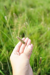 Alopecurus arundinaceus