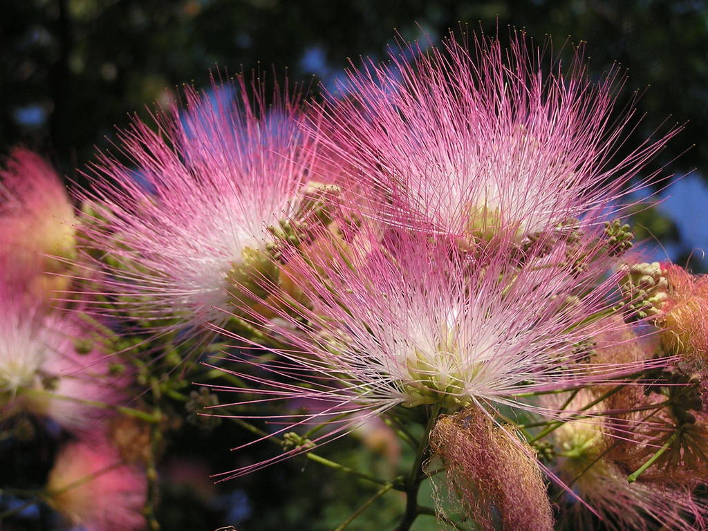 Albizia julibrissin